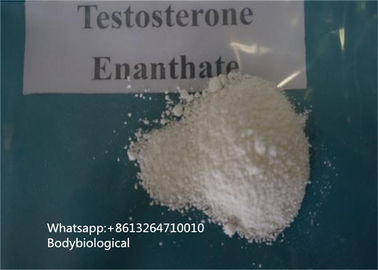 99% Kemurnian Testosteron Enanthate Powder Steroid CAS 315-37-7 Hormon Seks Pria